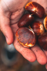 Young female hands holding some 
chestnut during autumn