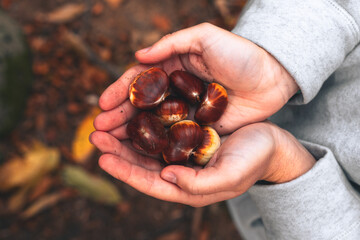 Young female hands holding some 
chestnut during autumn