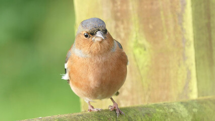 Chaffinch sitting on a fence UK