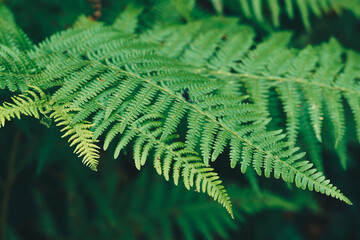 Native leaves in the forest