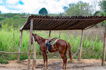 horse under shade