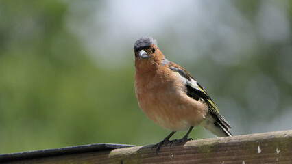 Chaffinch sitting on a fence UK