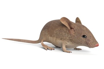 3D Illustration of a Mouse