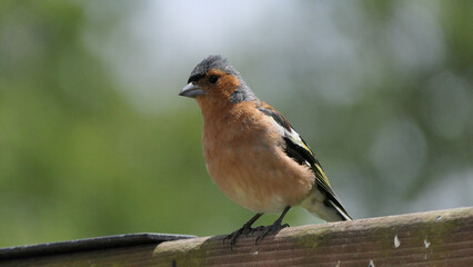 Chaffinch sitting on a fence UK