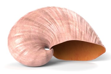 3D Illustration of a Seashell