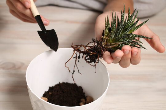home plant succulent haworthia close-up in hands. Striped, botanical look. Flora for planting in a pot. Small alloe process. Twig. Zebra cactus. Transplanting flowers.