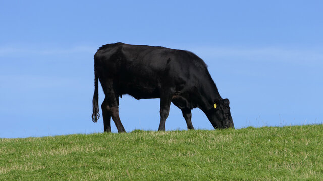 Black cow eating grass in a field on farm blue sky background copy text