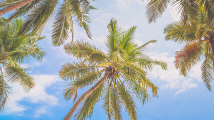 Fototapeta na wymiar palm tree and blue sky, background