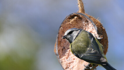 Blue Tit eating from a Coconut Suet Shell at Bird Table