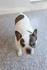 French bulldog or white and black French bulldog