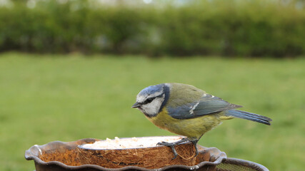 Blue Tit eating from a Coconut Suet Shell at Bird Table