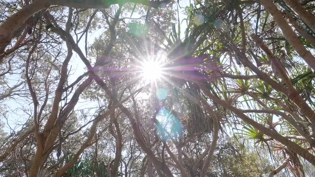 Sun Shining Through Tropical Pandanus Tree Leaves in Coastal Nature 2