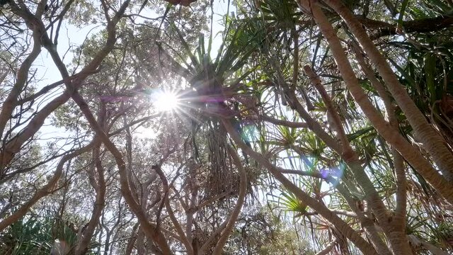 Sun Shining Through Tropical Pandanus Tree Leaves in Coastal Nature