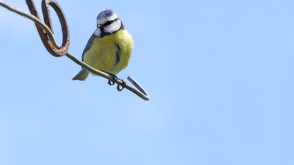 Blue Tit sitting on a bird table UK