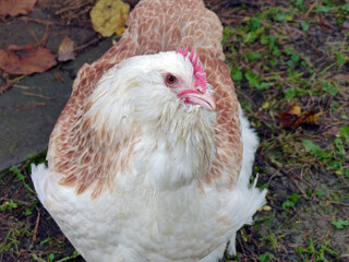 Happy Salmon Hen Enjoys The Autumn In The Garden