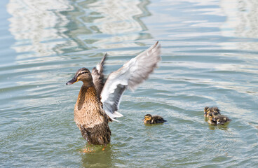 Mallard (female) and three ducklings in the water