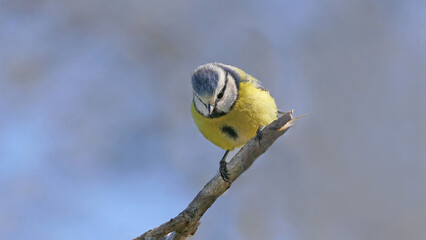 Blue Tit sitting on a bird table in UK