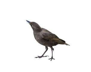 The common starling (Sturnus vulgaris), isolated on white background. Young bird