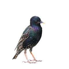 Birds. The common starling (Sturnus vulgaris), isolated on white background