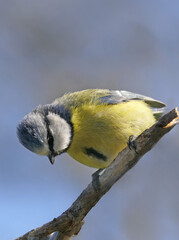 Blue Tit sitting on a bird table in UK