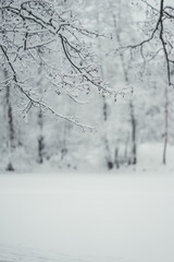 Winter landscape: a walk with the whole family in a winter park.