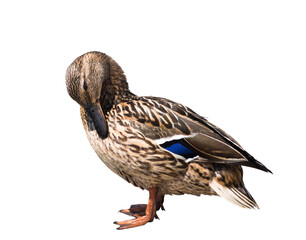 Birds. The mallard or wild duck (Anas platyrhynchos), isolated on white background