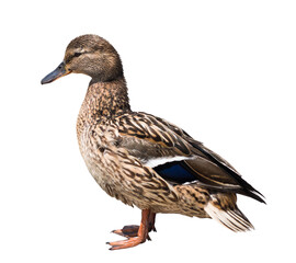 The mallard or wild duck (Anas platyrhynchos), isolated on white background