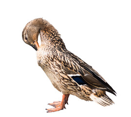 Birds. The mallard or wild duck (Anas platyrhynchos), isolated on white background