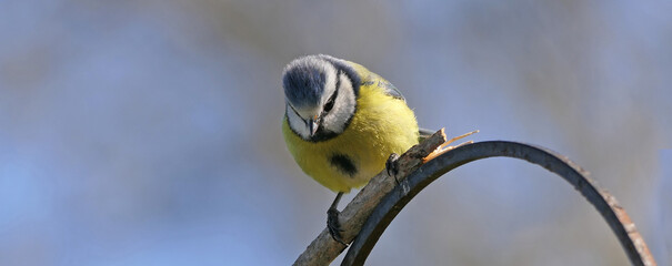 Blue Tit sitting on a bird table in UK