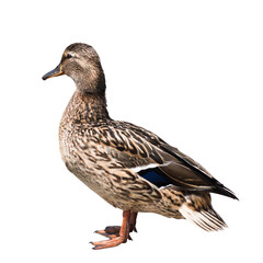 Birds. The mallard or wild duck (Anas platyrhynchos), isolated on white background