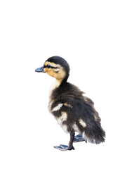 a duckling, isolated on white background