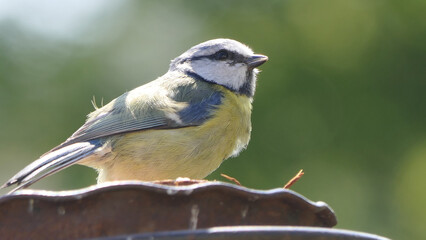 Blue Tit sitting on a bird table in UK