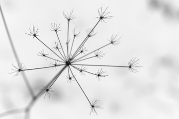 Kerbel Anthriscus Dolde Doldenblütler Apiaceae schwarz weiß Gewürz Pflanze Blütenstand verblüht Gras Wiese Kontrast fragil Winter Schnee Kälte Frost Hintergrund Sauerland Grafik vertrocknet Niedergang