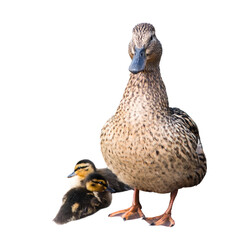 The mallard or wild duck (Anas platyrhynchos) and its two small ducklings, isolated on white background