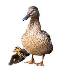 The mallard or wild duck (Anas platyrhynchos) and its two small ducklings, isolated on white background