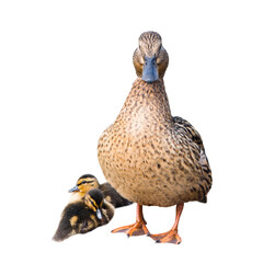 Birds. The mallard or wild duck (Anas platyrhynchos) and its two small ducklings, isolated on white...