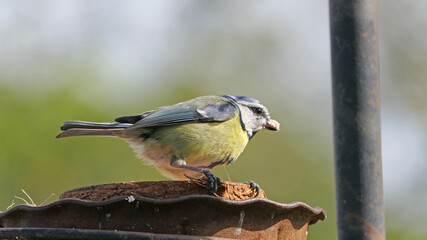 Blue Tit sitting on a bird table UK
