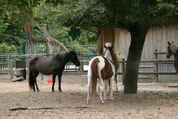 Horses (Equus caballus) resting in the shade of a tree on a hot summer day