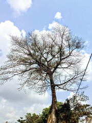 Obraz premium tree in the sky