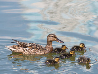 Mallard (female) and five ducklings swimming in the water