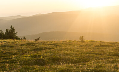 Wonderful encounter with chamois during the sunrise