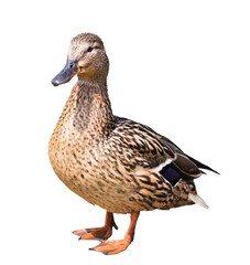 The mallard or wild duck (Anas platyrhynchos), isolated on white background