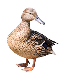 The mallard or wild duck (Anas platyrhynchos), isolated on white background