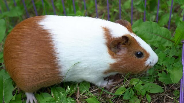Closeup view 4k video of cute small home pet white and brown guinea pig eating fresh green plants and grass outdoors on countryside lawn