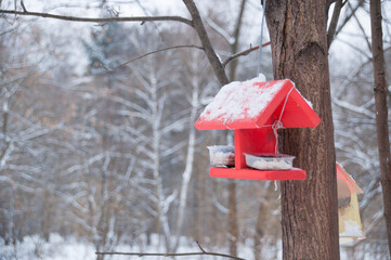 Red bird feeder on a tree branch in the park. Winter