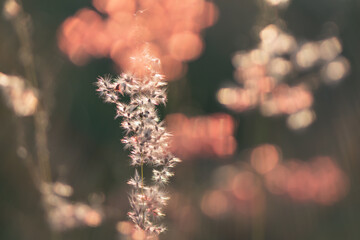 Pink grass flower in the field and sunshine, nature background, Soft focus with sweet bokeh, Flowers of love, Valentine day concept, Vintage style and films tone.