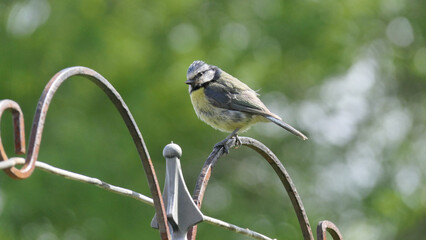 Blue Tit sitting on a bird table in UK