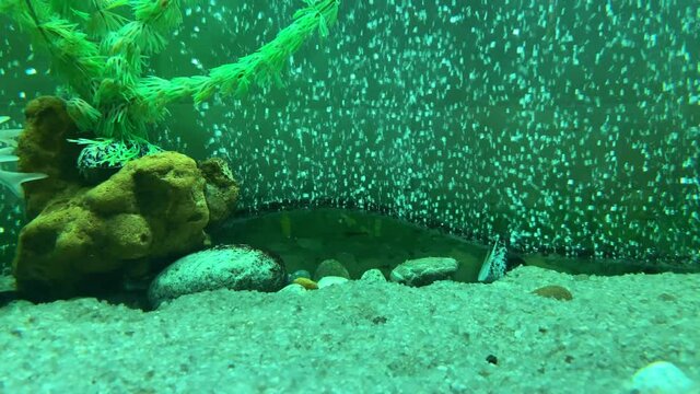 Empty aquarium with plants. No fishes. Colorful underwater.