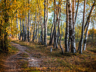 Fototapeta premium autumn in the forest