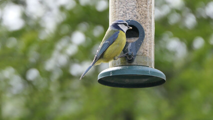 Blue Tit sitting on a bird table in UK